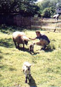 Der Streichelzoo auf der Jugendfarm